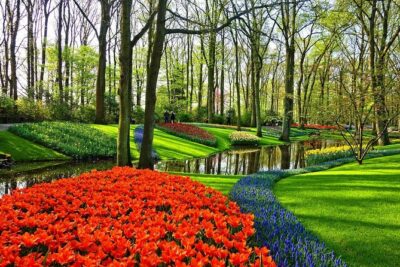 Private Tulip Fields, Windmills and Cheese Tour from Amsterdam - Hotel pickup, a Mercedes with Wi-Fi, and what that changes