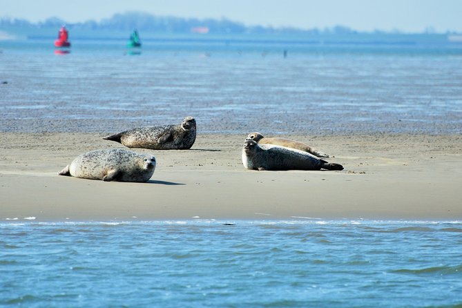 Seal Safari at UNESCO Site Waddensea from Amsterdam - Getting there from Amsterdam: private minivan, simple meeting point, real time in the countryside