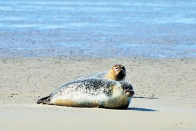 Seal Safari at UNESCO Site Waddensea from Amsterdam - The boat in the Wadden Sea: seal spotting, tidal flats, and the dike view