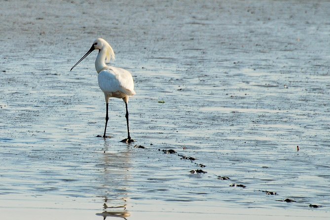 Seal Safari at UNESCO Site Waddensea from Amsterdam - Your guide makes the day: the role of Sara, Eva, and the in-the-moment explanations