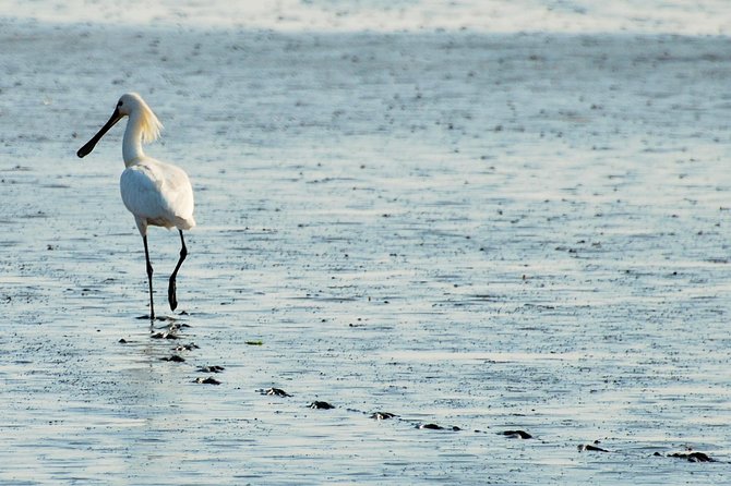 Seal Safari at UNESCO Site Waddensea from Amsterdam - What’s included (and why it’s good value for a half-day)