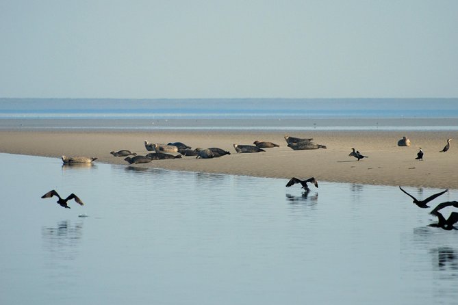 Seal Safari at UNESCO Site Waddensea from Amsterdam - Logistics that make the day smoother: mobile ticket, weather plan, and timing reality
