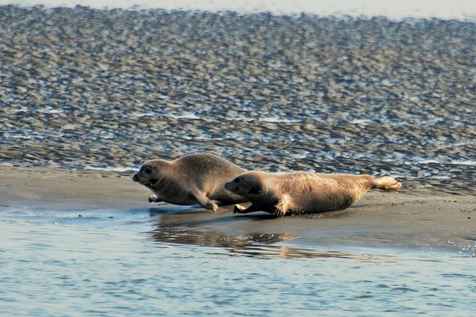 Seal Safari at UNESCO Site Waddensea from Amsterdam - What to pack for your seal safari day (so you enjoy it, not just survive it)