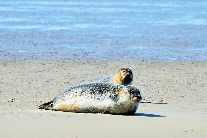 Seal Safari at UNESCO Site Waddensea from Amsterdam - The boat in the Wadden Sea: seal spotting, tidal flats, and the dike view