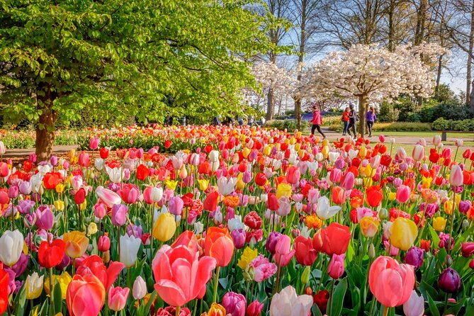 Skip-the-Line Keukenhof Gardens and Tulip Fields Tour from Amsterdam - A season-limited flower day trip from Amsterdam
