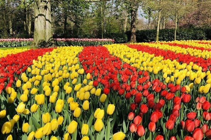 Skip-the-Line Keukenhof Gardens and Tulip Fields Tour from Amsterdam - Tulip fields on the way: you’re not only visiting, you’re traveling