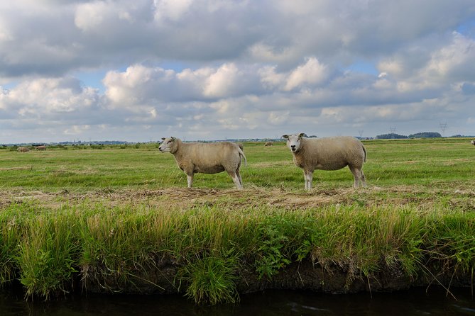 Small-Group Guided Sunset Canoe Tour in Waterland with Dinner - What You Learn About Dutch Wetlands and the Sea That Built This Place