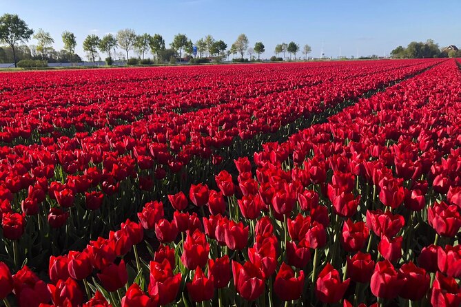 Small Group Keukenhof and Delft Guided Tour from Amsterdam - Getting around Amsterdam and timing your day: where it can run long
