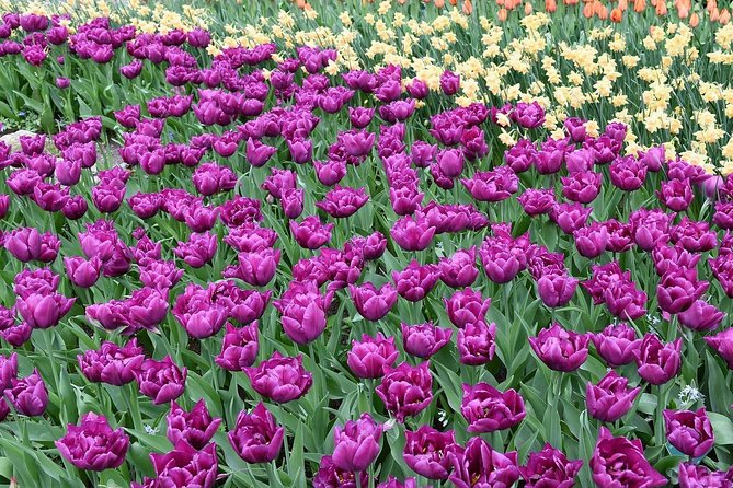 Tour to Giethoorn and Keukenhof Tulip Fields from Amsterdam - Giethoorn on your own: lunch, strolling, and photo walks
