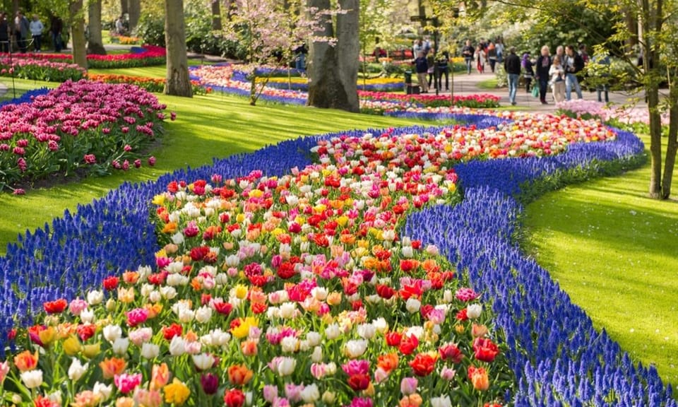 Warmond: Windmill Cruise and Keukenhof Entry Ticket - Warmond windmill cruising meets Keukenhof tulips
